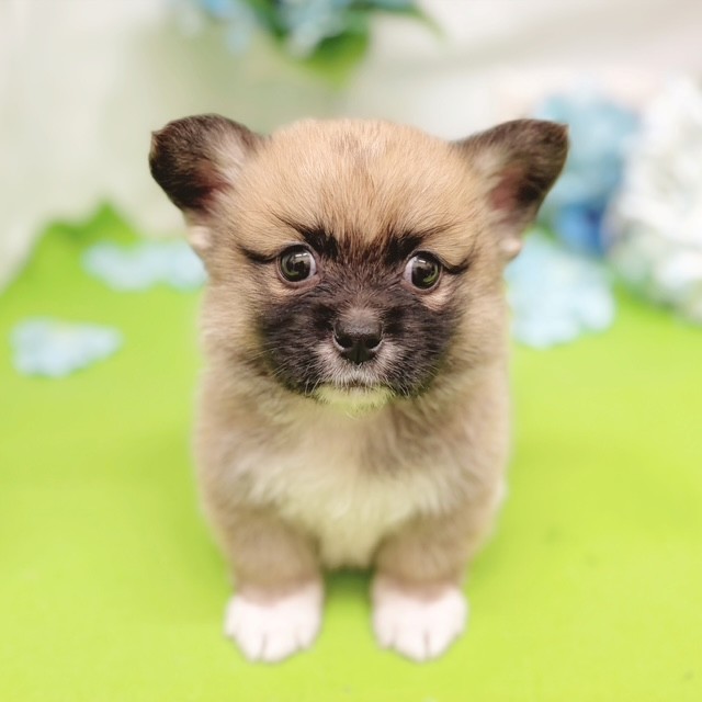 静岡県のハーフ犬・ミックス犬 (犬の家＆猫の里藤枝店/2026年4月5日生まれ/男の子/フォーンホワイト)の子犬の1枚目の画像