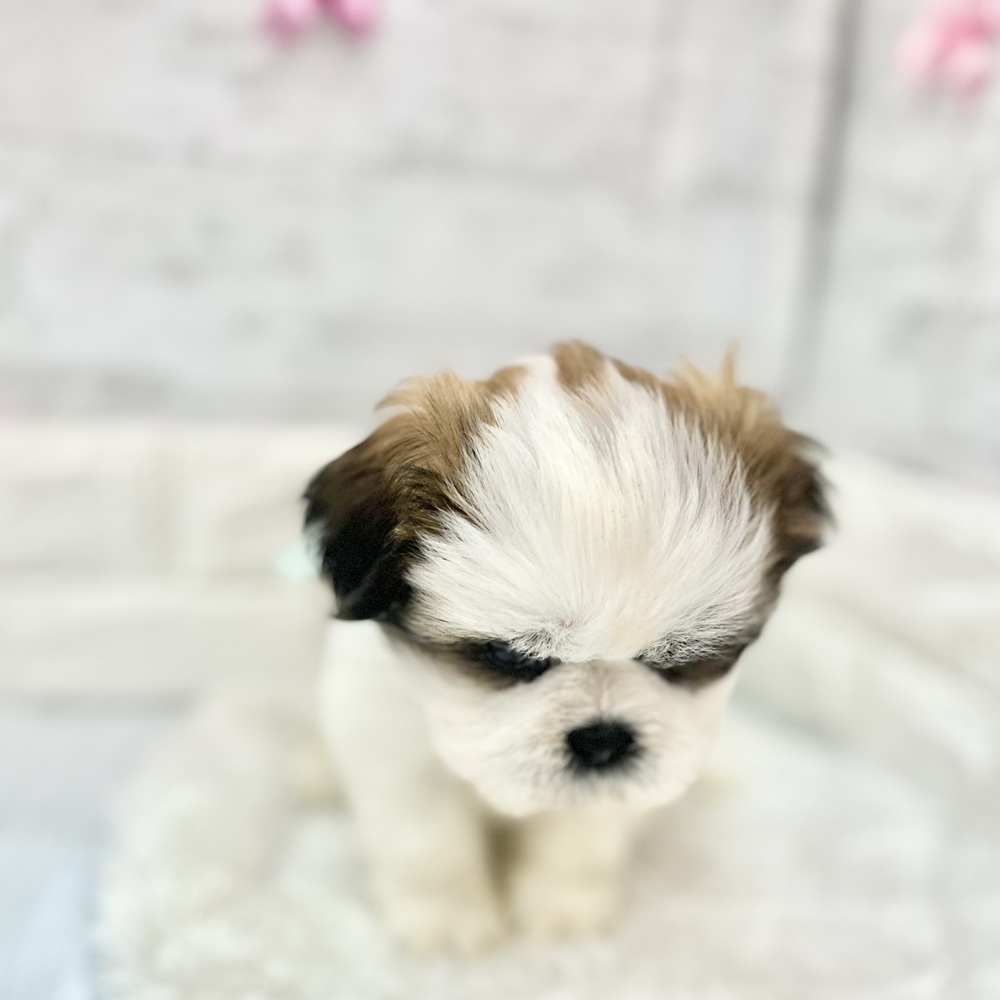 静岡県のシーズー (犬の家＆猫の里プレ葉ウォーク浜北店/2026年4月6日生まれ/男の子/ホワイトゴールド)の子犬の2枚目の画像