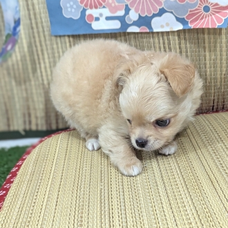 神奈川県のチワワ(ロング) (犬の家＆猫の里小田原店/2026年4月6日生まれ/男の子/クリーム)の子犬の2枚目の画像