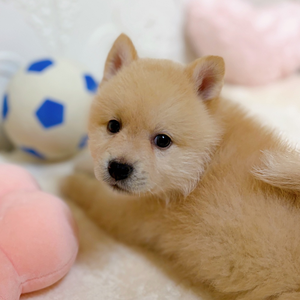 愛知県のポメ柴/豆ポメ/ポメ豆柴(ポメラニアン×柴犬) (犬の家＆猫の里岡崎店/2026年4月7日生まれ/男の子/白)の子犬の2枚目の画像