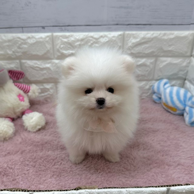 静岡県のポメラニアン (犬の家＆猫の里アミーゴ浜松和田店/2026年4月7日生まれ/男の子/ホワイト)の子犬の2枚目の画像