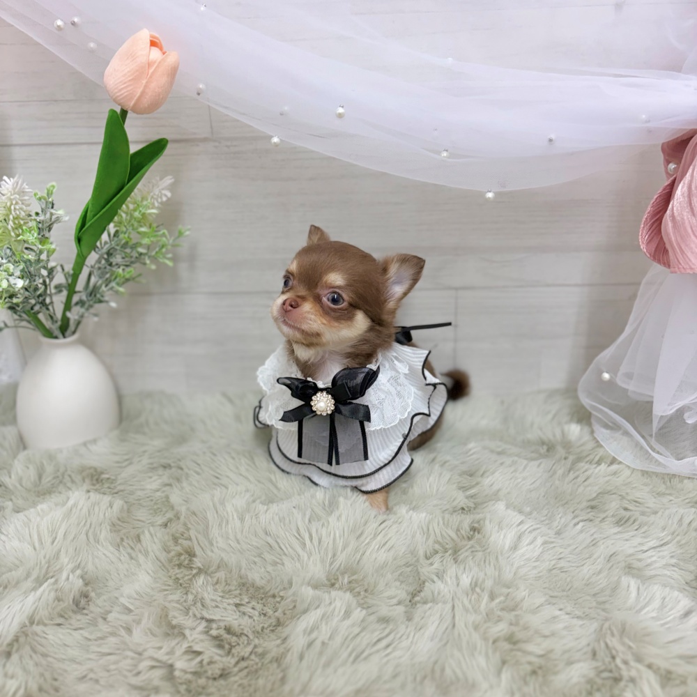 神奈川県のチワワ(ロング) (犬の家＆猫の里相模原店/2026年4月1日生まれ/女の子/チョコレートクリーム)の子犬の2枚目の画像