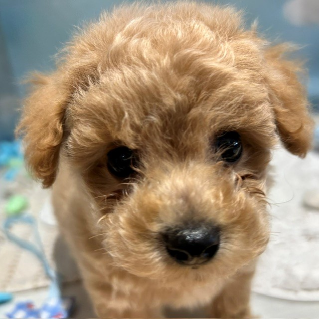 福岡県のビションプー(ビションフリーゼ×プードル) (犬の家＆猫の里トリアス久山店/2026年4月6日生まれ/男の子/アプリコット)の子犬