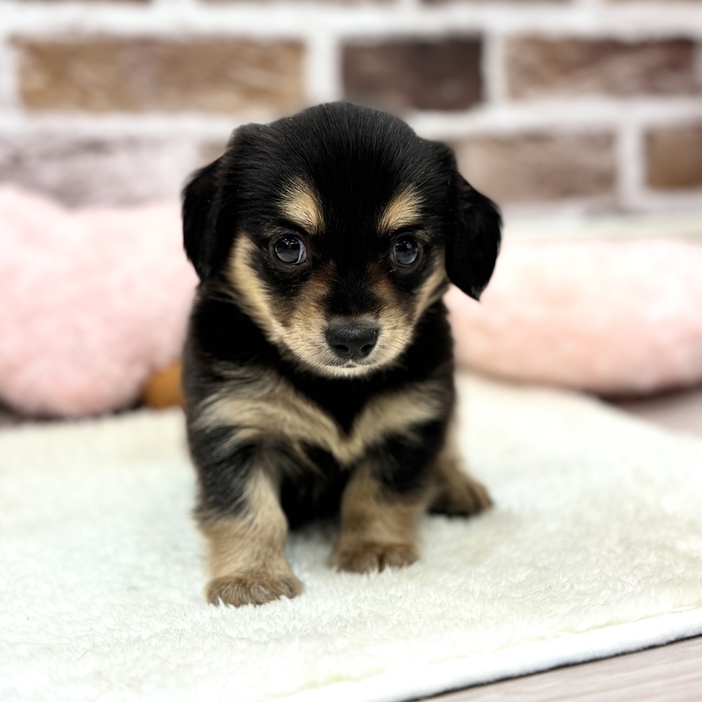 三重県のチワックス(チワワ×ダックス) (犬の家＆猫の里三重桑名店/2026年4月7日生まれ/男の子/ブラックタン)の子犬の2枚目の画像