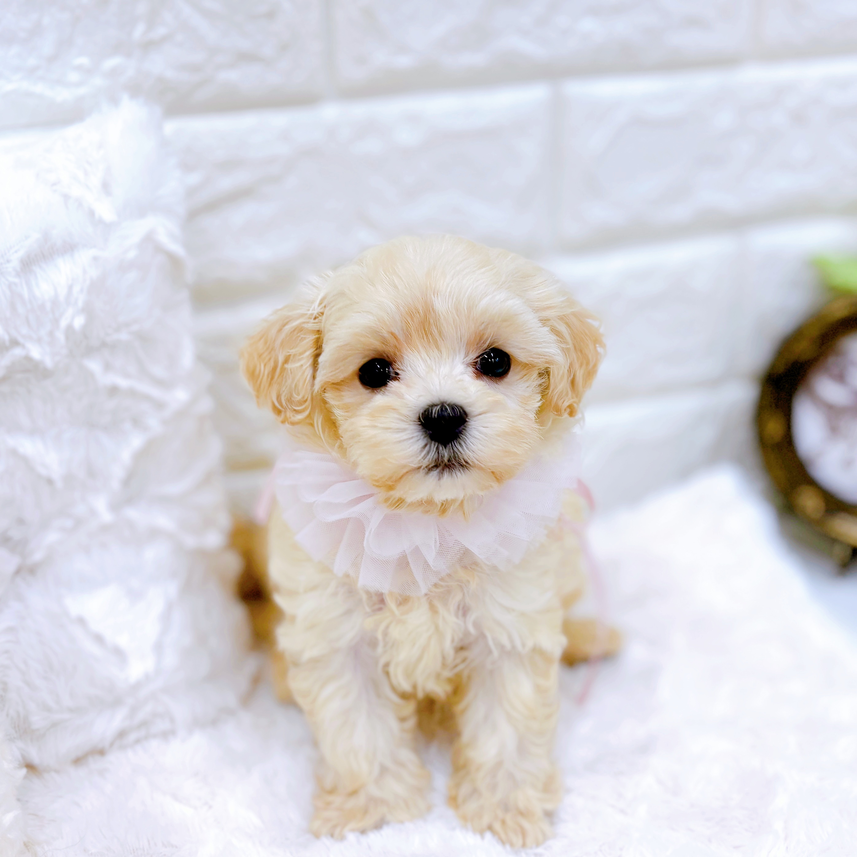 福井県のマルプー(マルチーズ×プードル) (犬の家＆猫の里アミーゴ福井店/2026年4月7日生まれ/女の子/クリーム)の子犬の1枚目の画像