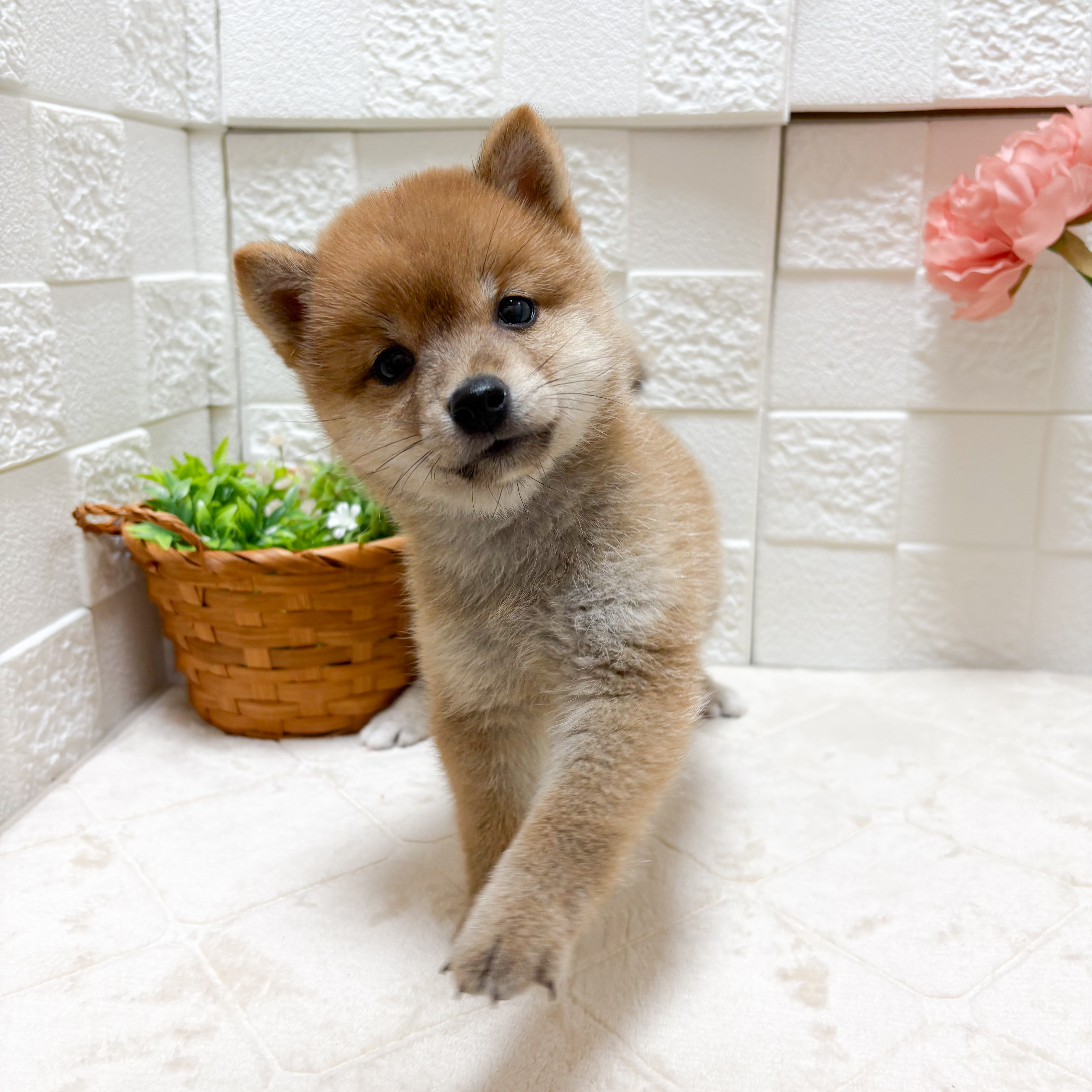東京都の豆柴 (犬の家＆猫の里ペットフォレスト小平店/2026年4月7日生まれ/女の子/赤)の子犬の2枚目の画像