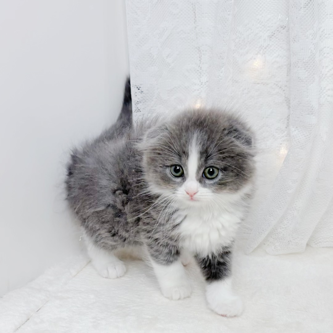 千葉県のスコティッシュフォールド (犬の家＆猫の里BIGHOPガーデンモール印西店/2026年4月5日生まれ/男の子/ブルーホワイト)の子猫の2枚目の画像