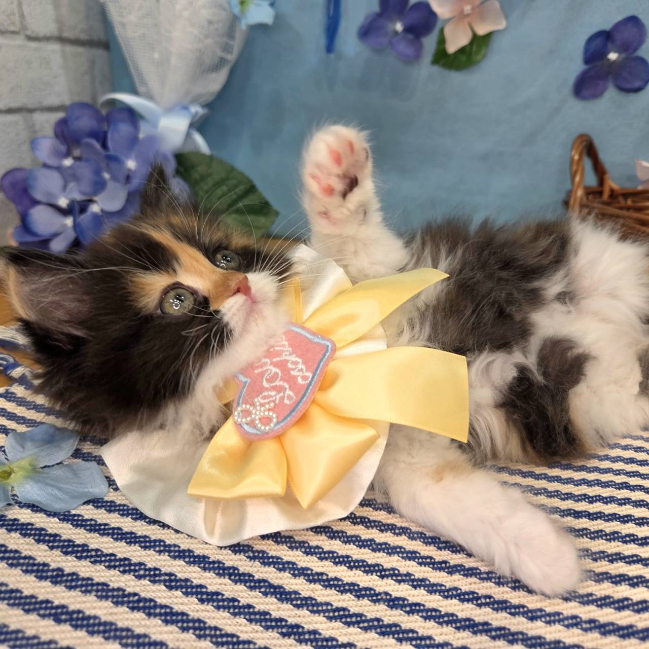 長野県のスコティッシュフォールド (犬の家＆猫の里カインズ梓川店/2026年4月5日生まれ/女の子/キャリコ)の子猫の2枚目の画像