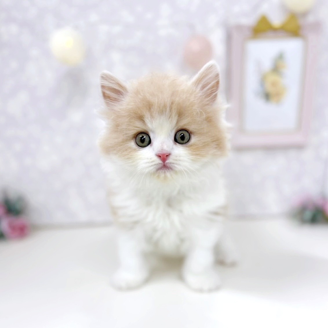 スコティッシュフォールド男の子の写真