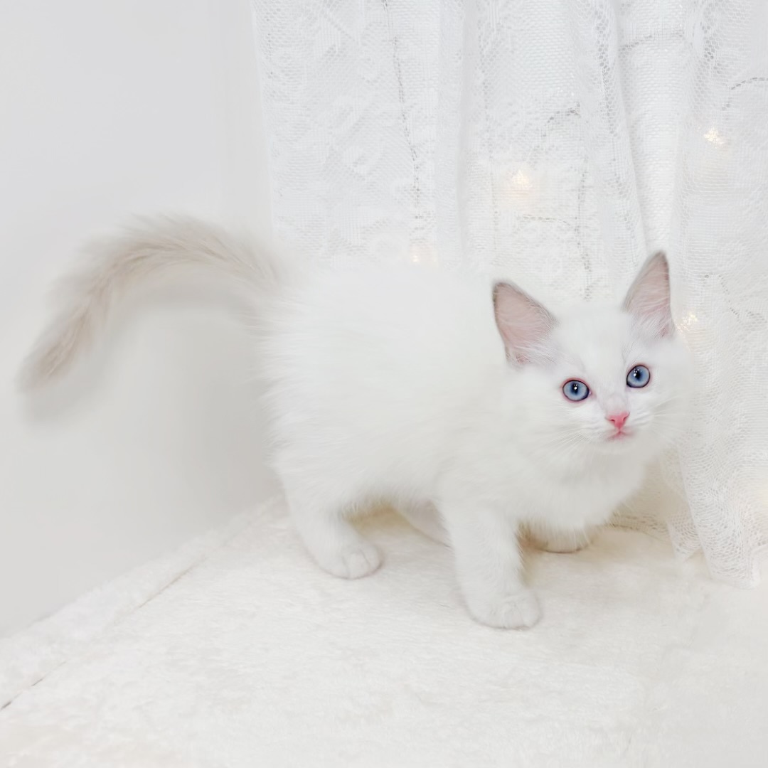 千葉県のラグドール (犬の家＆猫の里BIGHOPガーデンモール印西店/2026年4月6日生まれ/男の子/ブルーポイントバイカラー)の子猫の2枚目の画像