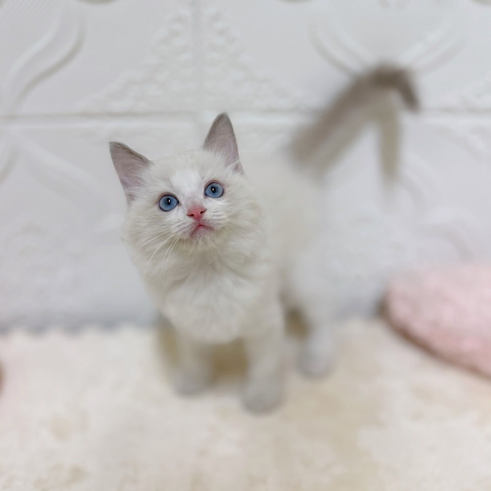 愛知県のラグドール (犬の家＆猫の里岡崎店/2026年4月6日生まれ/男の子/ブルーポイントバイカラー)の子猫の2枚目の画像