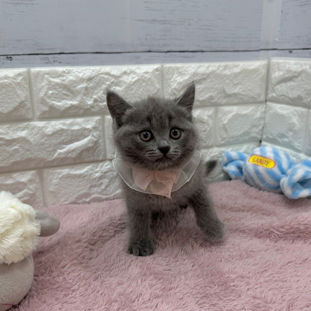 静岡県のブリティッシュショートヘアー (犬の家＆猫の里アミーゴ浜松和田店/2026年4月7日生まれ/男の子/ブルー)の子猫の2枚目の画像