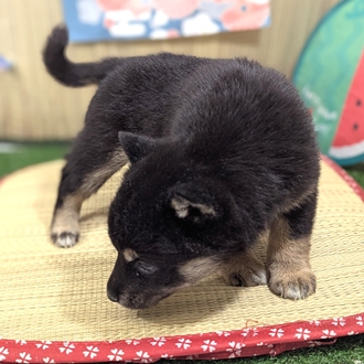 神奈川県の柴犬(標準サイズ) (犬の家＆猫の里小田原店/2026年4月6日生まれ/女の子/黒)の子犬の2枚目の画像