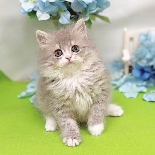 静岡県のミヌエット (犬の家＆猫の里藤枝店/2026年4月6日生まれ/女の子/ブルータビーホワイト)の子猫の1枚目の画像