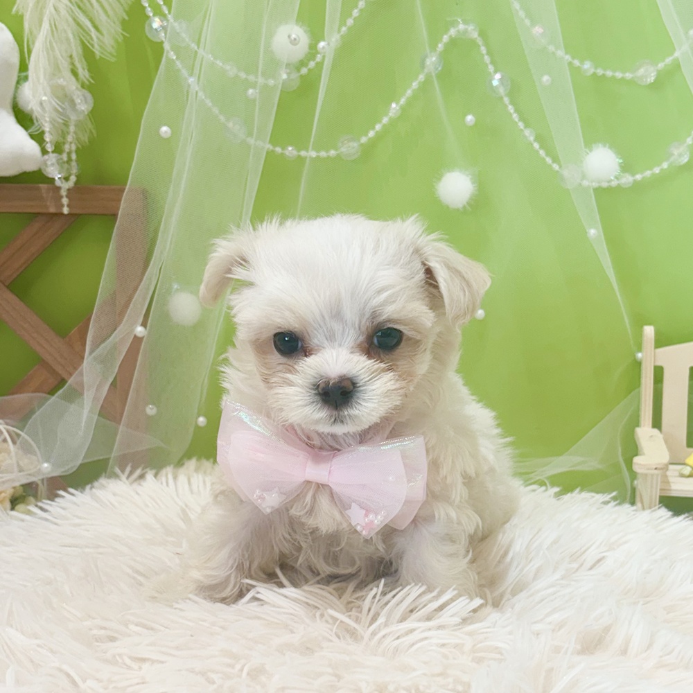 静岡県のマルチーズ (犬の家＆猫の里富士店/2026年4月5日生まれ/女の子/ホワイト)の子犬の2枚目の画像