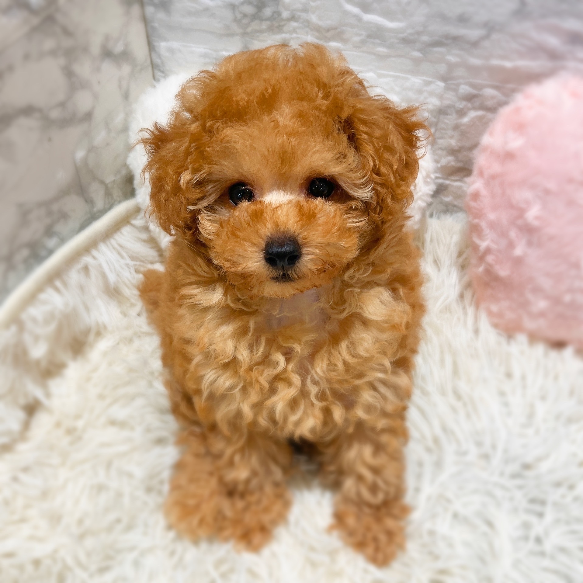 愛知県のトイプードル(トイ) (犬の家＆猫の里MiO香久山店/2026年4月5日生まれ/女の子/レッド)の子犬の2枚目の画像