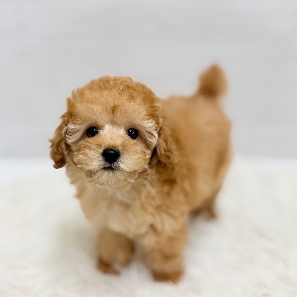 愛知県のトイプードル(トイ) (犬の家＆猫の里豊田店/2026年4月6日生まれ/女の子/アプリコット)の子犬の2枚目の画像