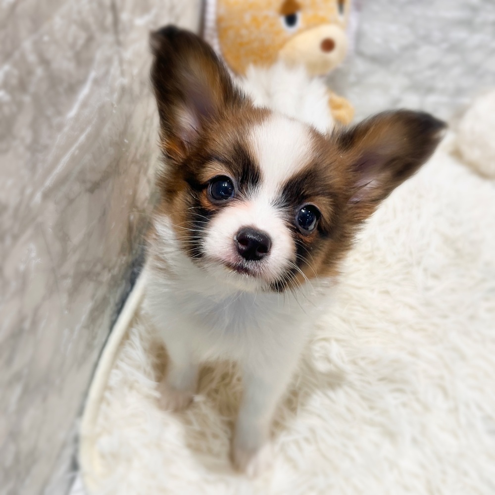 愛知県のパピヨン (犬の家＆猫の里MiO香久山店/2026年4月5日生まれ/女の子/ホワイトブラウン)の子犬の1枚目の画像