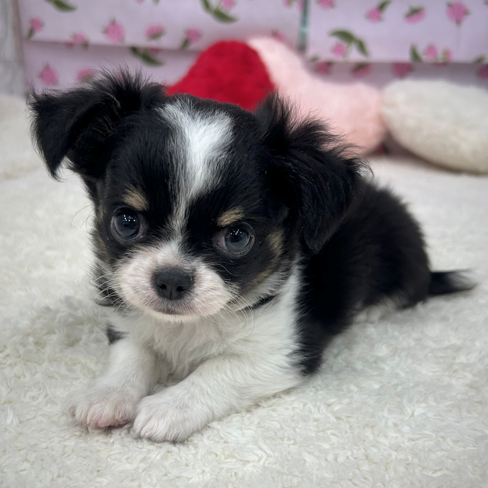 チワワ(ブラックタンホワイト)の子犬(4ページ目)を価格や特徴で探す