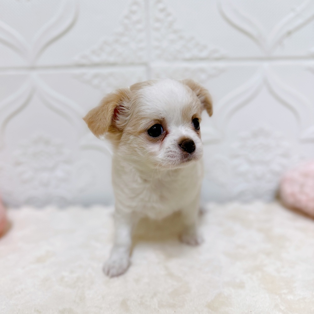 愛知県のチワワ(ロング) (犬の家＆猫の里岡崎店/2026年4月4日生まれ/女の子/クリームホワイト)の子犬の2枚目の画像