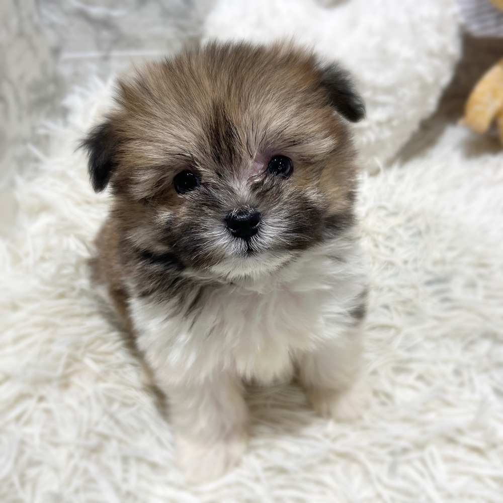 愛知県のポメマル/マルポメ(ポメラニアン×マルチーズ) (犬の家＆猫の里MiO香久山店/2026年4月5日生まれ/男の子/パーティーカラー)の子犬の1枚目の画像