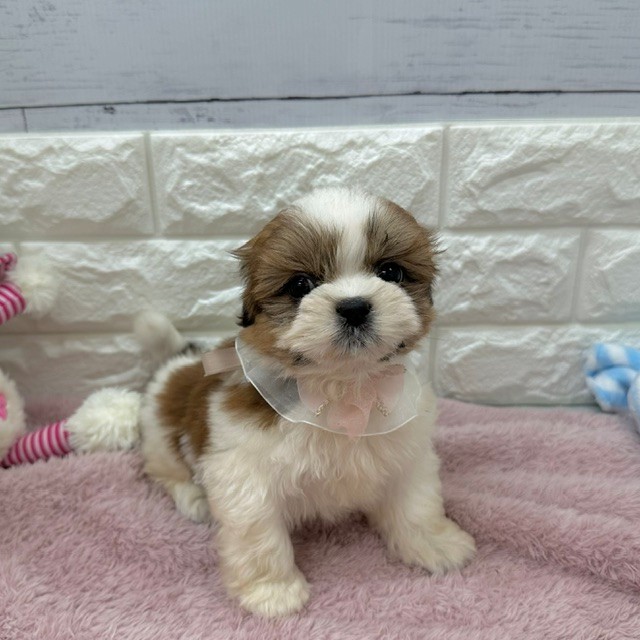 静岡県のシーズー (犬の家＆猫の里アミーゴ浜松和田店/2026年4月5日生まれ/男の子/ホワイトゴールド)の子犬の2枚目の画像