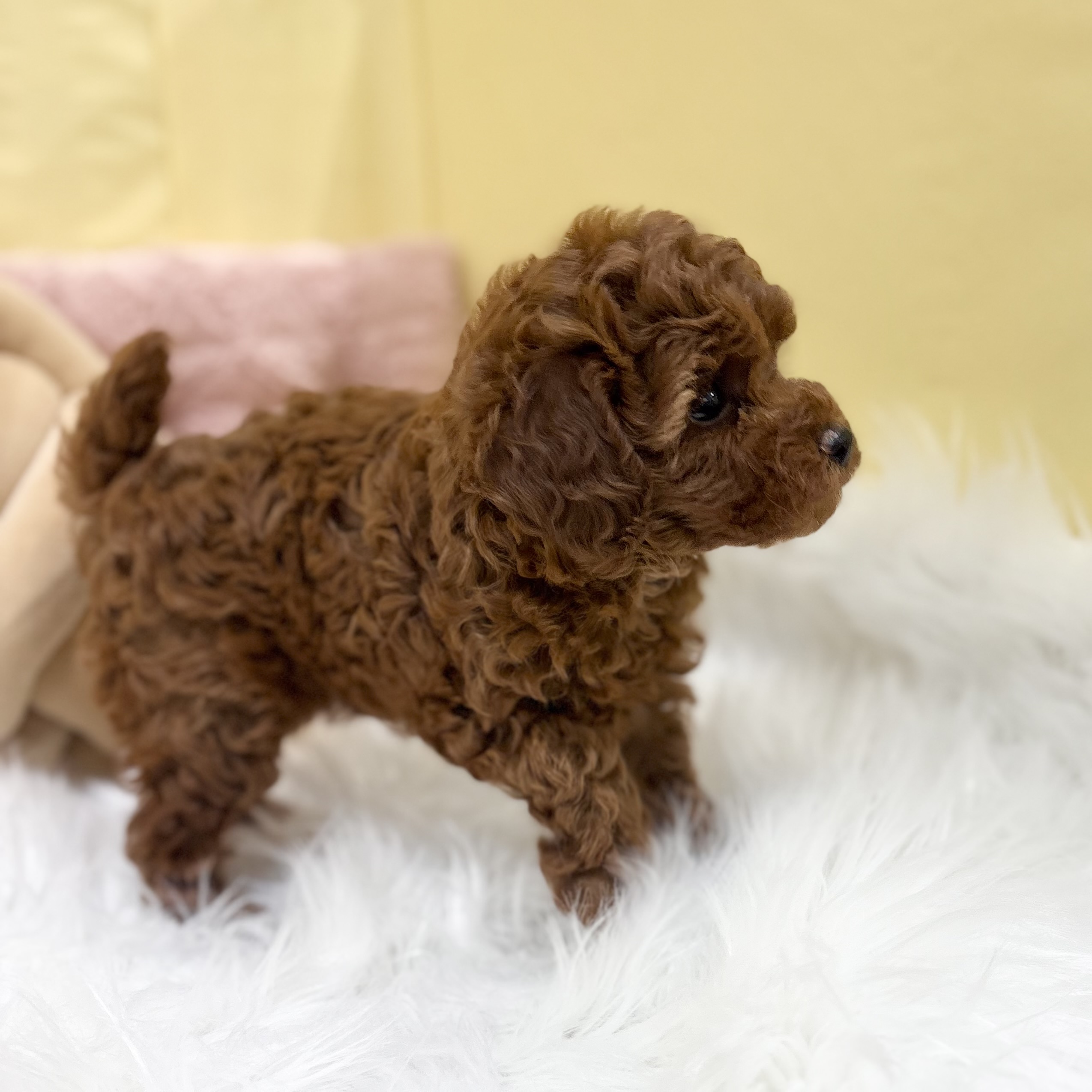 神奈川県のトイプードル(トイ) (犬の家＆猫の里元住吉ブレーメン通り店/2026年4月7日生まれ/女の子/レッド)の子犬の2枚目の画像