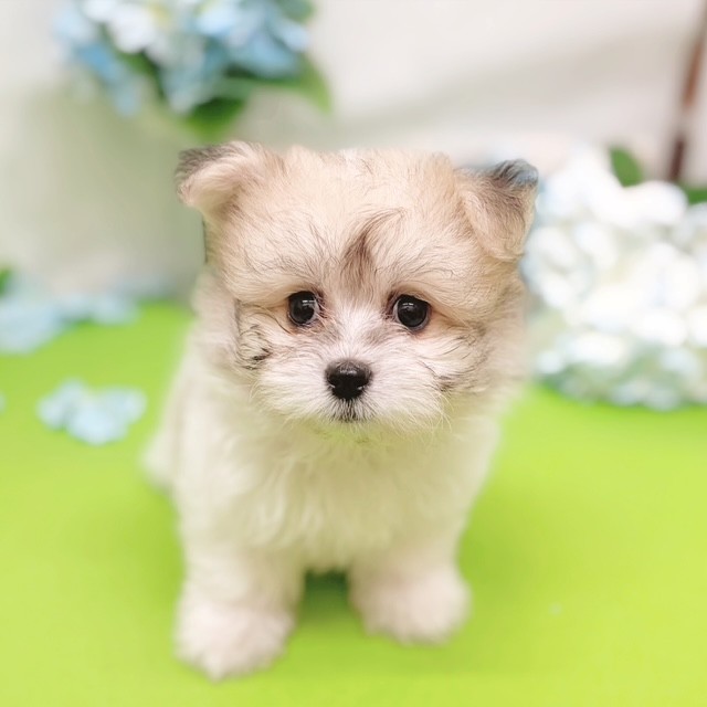 静岡県のハーフ犬・ミックス犬 (犬の家＆猫の里藤枝店/2026年4月7日生まれ/男の子/パーティーカラー)の子犬の1枚目の画像