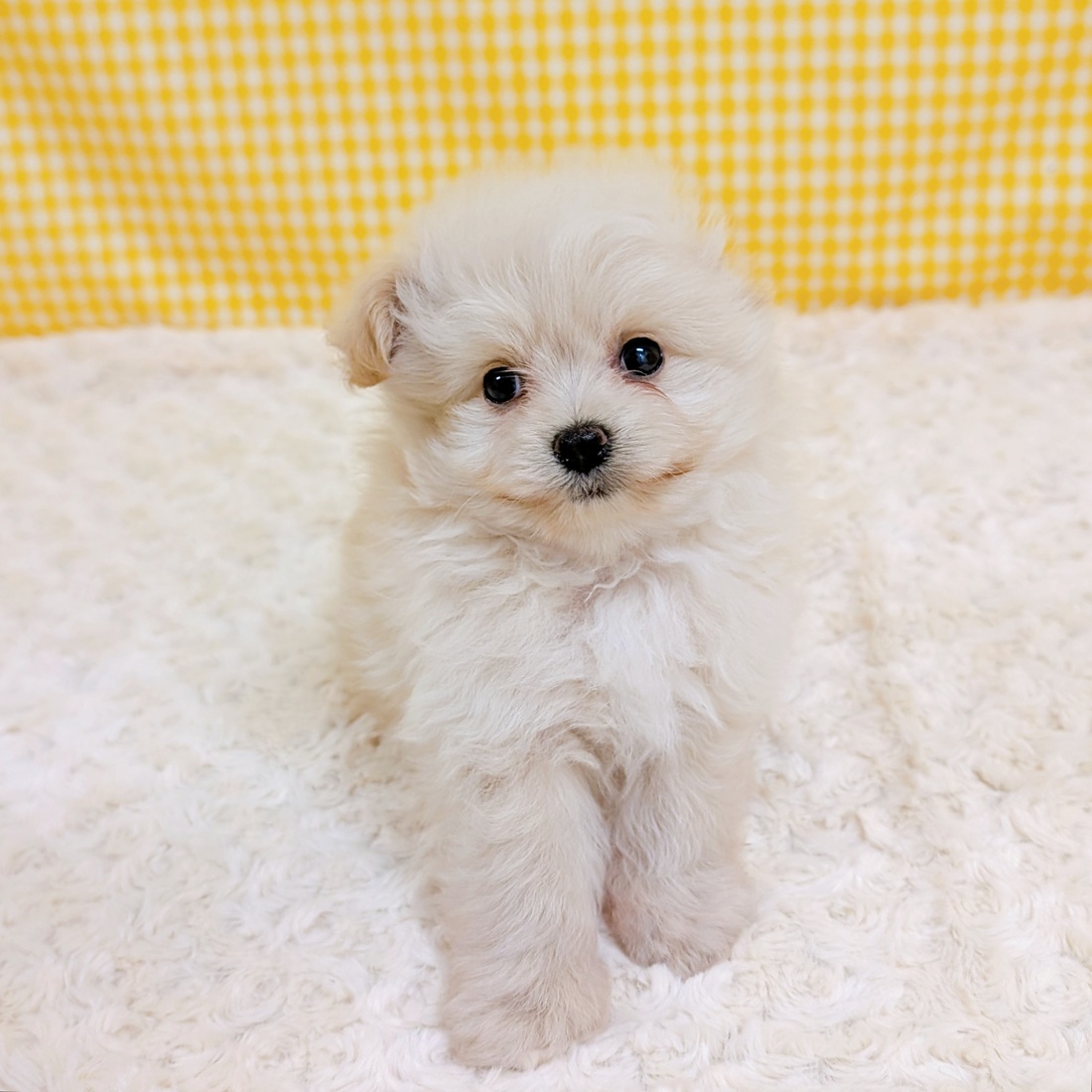 愛知県のポメプー(ポメラニアン×プードル) (犬の家＆猫の里一宮店/2026年4月6日生まれ/男の子/クリーム)の子犬の2枚目の画像