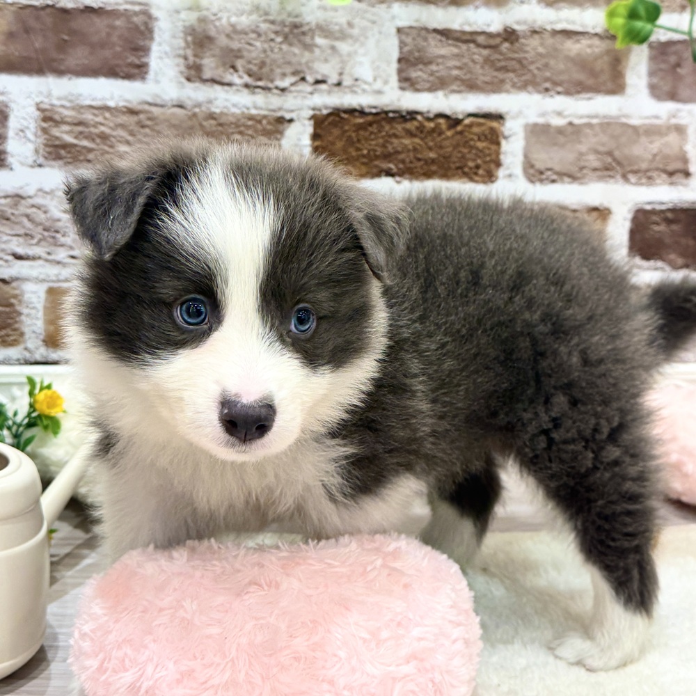 三重県のボーダーコリー (犬の家＆猫の里三重桑名店/2026年4月4日生まれ/男の子/ブルーホワイト)の子犬の2枚目の画像