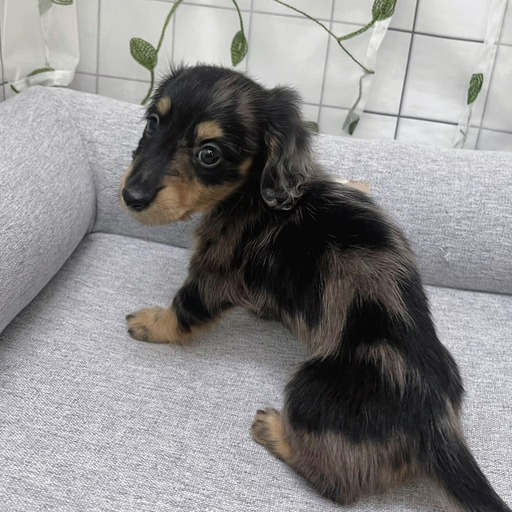 長野県のミニチュアダックスフンド(ロング) (犬の家＆猫の里塩尻店/2026年4月7日生まれ/男の子/シルバーダップル)の子犬の2枚目の画像