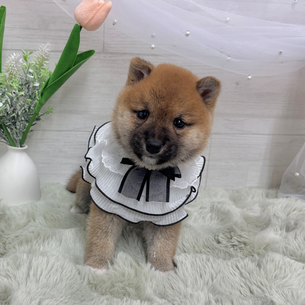 神奈川県の豆柴 (犬の家＆猫の里相模原店/2026年4月5日生まれ/男の子/赤)の子犬の2枚目の画像