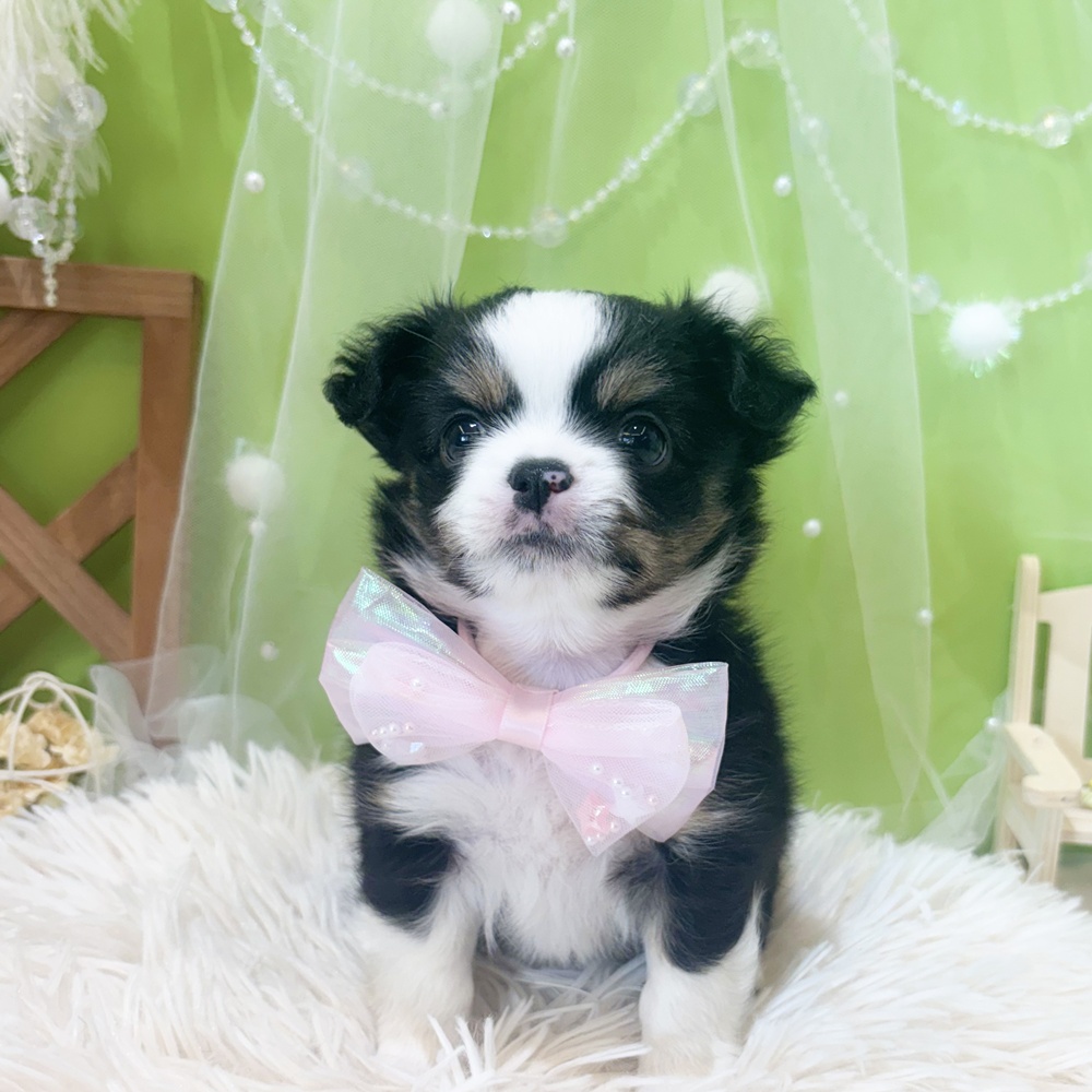静岡県のチワワ(ロング) (犬の家＆猫の里富士店/2026年4月5日生まれ/女の子/ブラックタンホワイト)の子犬の2枚目の画像