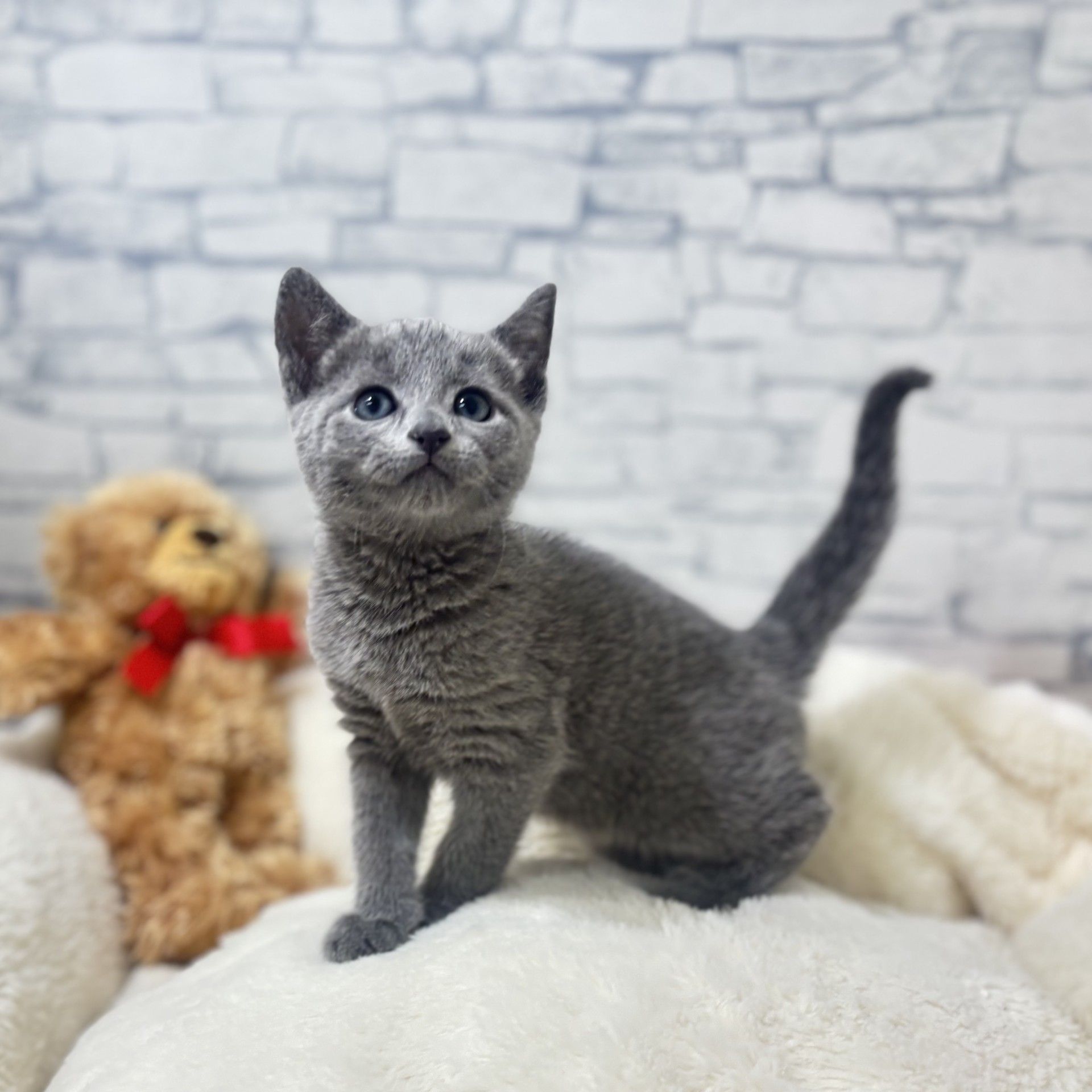 長野県のロシアンブルー (犬の家＆猫の里長野店/2026年4月1日生まれ/女の子/ブルー)の子猫の2枚目の画像