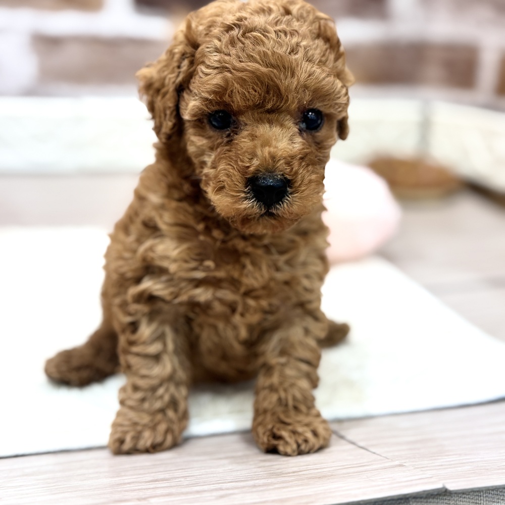 三重県のトイプードル(トイ) (犬の家＆猫の里三重桑名店/2026年4月7日生まれ/男の子/レッド)の子犬の2枚目の画像