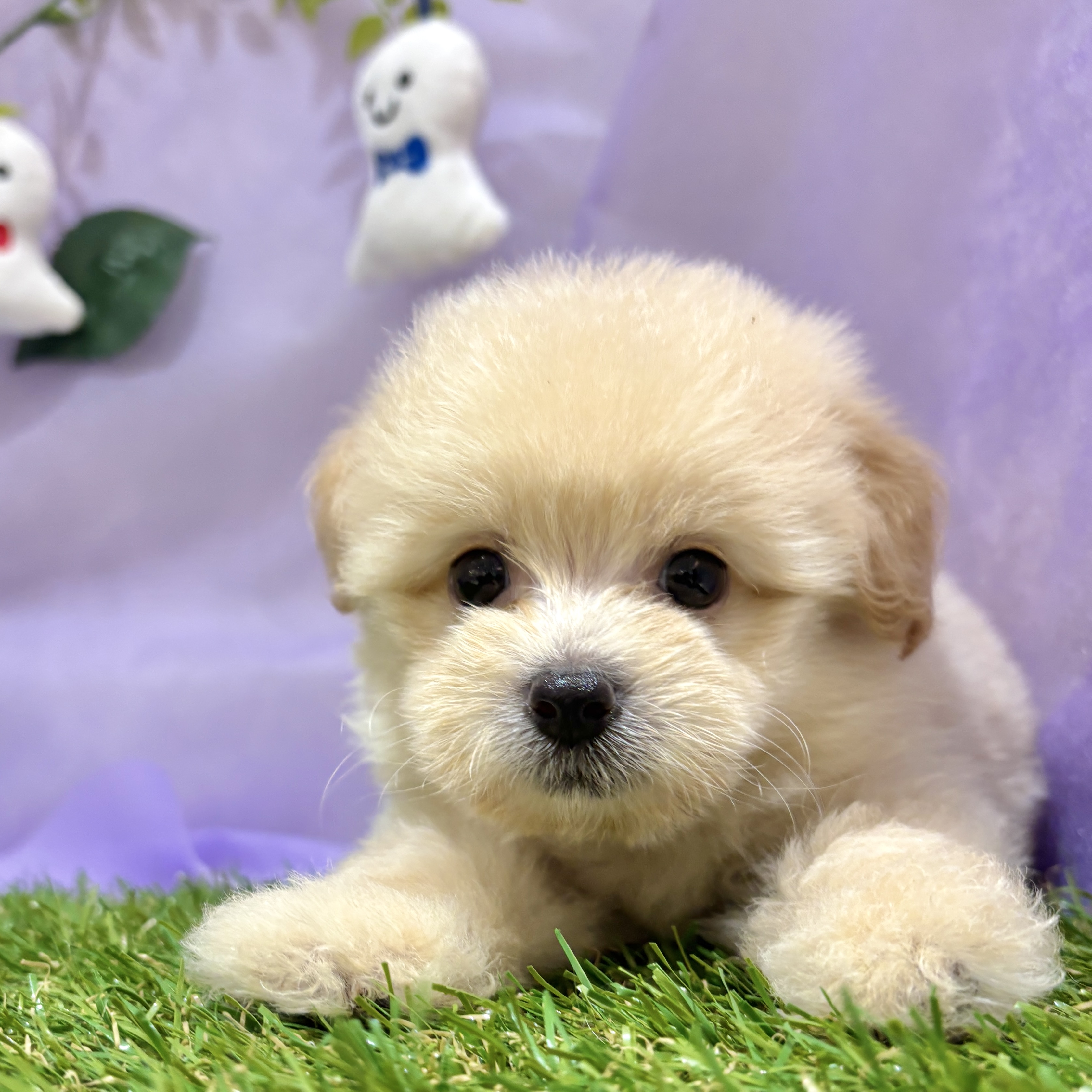 福岡県のポメプー(ポメラニアン×プードル) (犬の家＆猫の里くりえいと宗像店/2026年4月5日生まれ/男の子/クリーム)の子犬の2枚目の画像