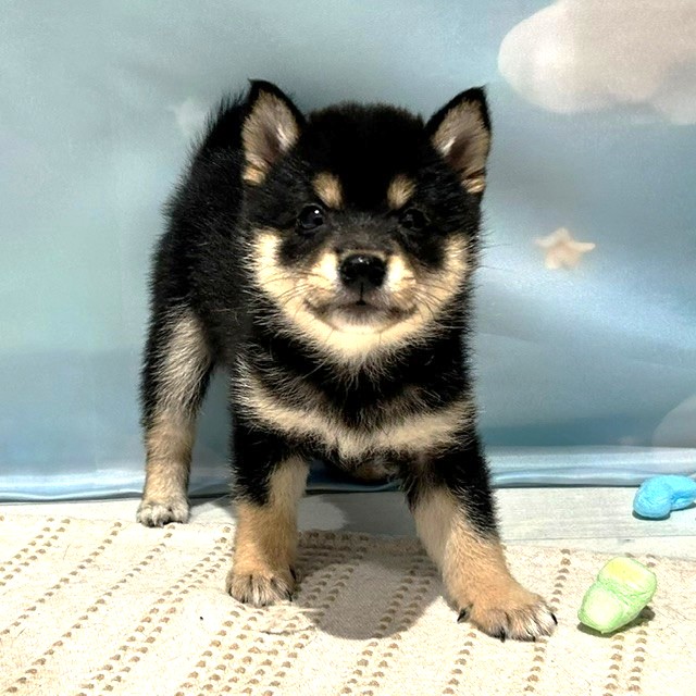 福岡県の豆柴 (犬の家＆猫の里トリアス久山店/2026年4月4日生まれ/女の子/黒)の子犬の1枚目の画像