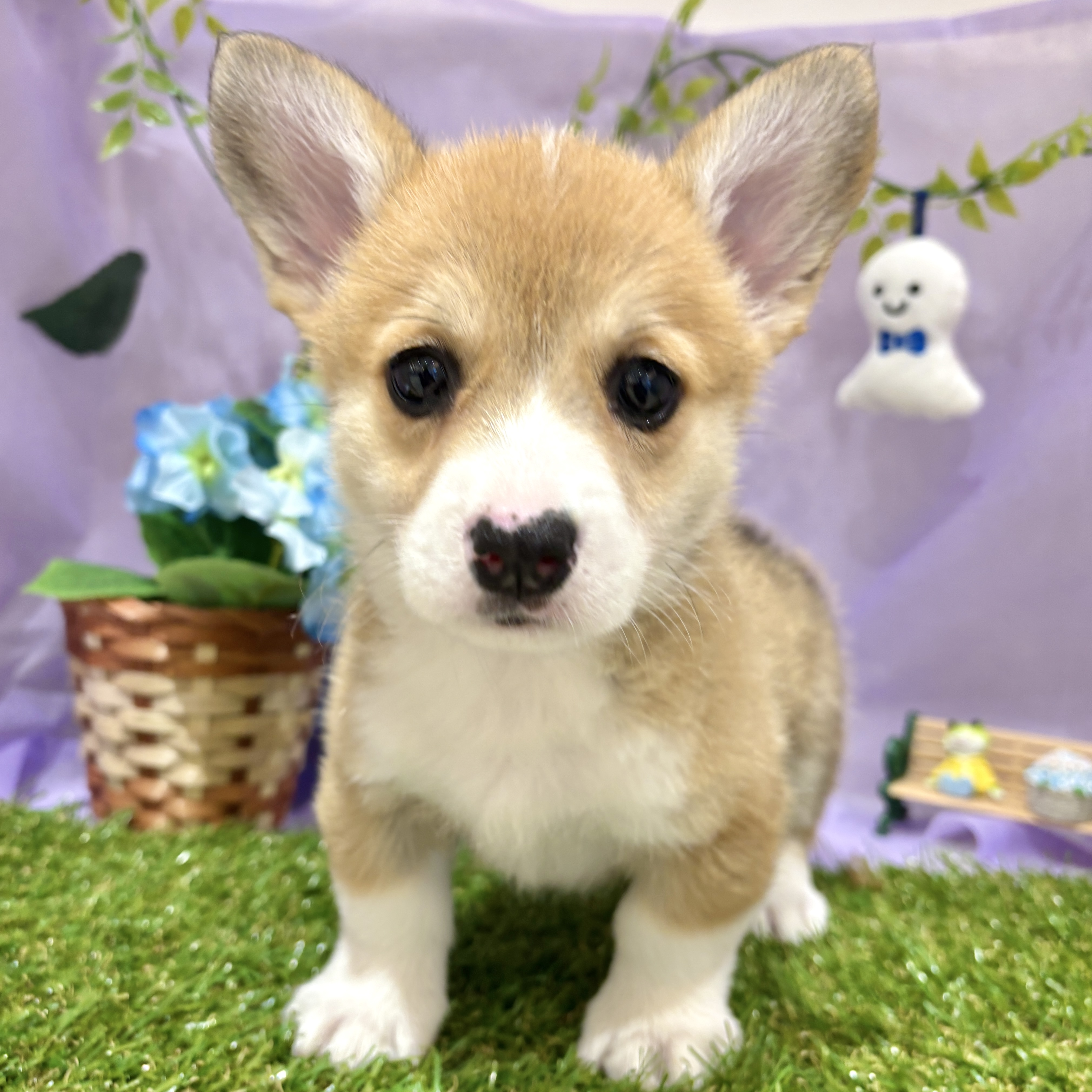 福岡県のウェルシュコーギーペンブローク (犬の家＆猫の里くりえいと宗像店/2026年4月5日生まれ/女の子/レッドホワイト)の子犬の2枚目の画像