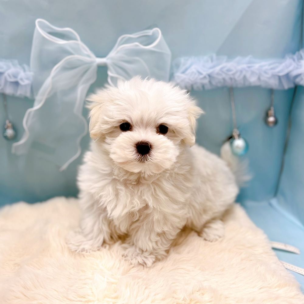 福井県のマルチーズ (犬の家＆猫の里アミーゴ福井大和田店/2026年4月3日生まれ/男の子/ホワイト)の子犬の1枚目の画像