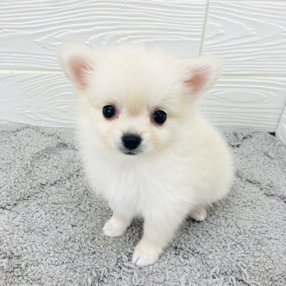 愛知県のポメチワ/チワポメ/ポメチー(ポメラニアン×チワワ) (犬の家＆猫の里七宝店/2026年4月8日生まれ/女の子/クリーム)の子犬の2枚目の画像