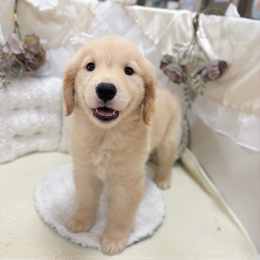 岐阜県のゴールデンレトリバー (犬の家＆猫の里カラフルタウン岐阜店/2026年4月8日生まれ/女の子/ゴールデン)の子犬の1枚目の画像