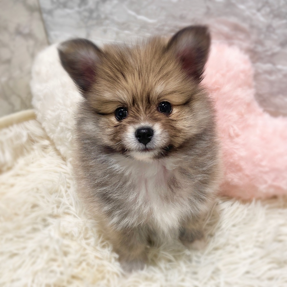 ハーフ犬女の子の写真