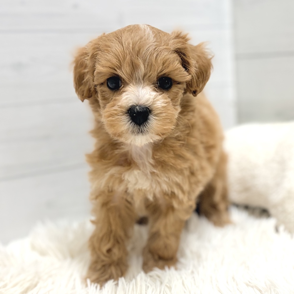 愛知県のマルプー(マルチーズ×プードル) (犬の家＆猫の里豊田店/2026年4月8日生まれ/男の子/アプリコットホワイト)の子犬の2枚目の画像