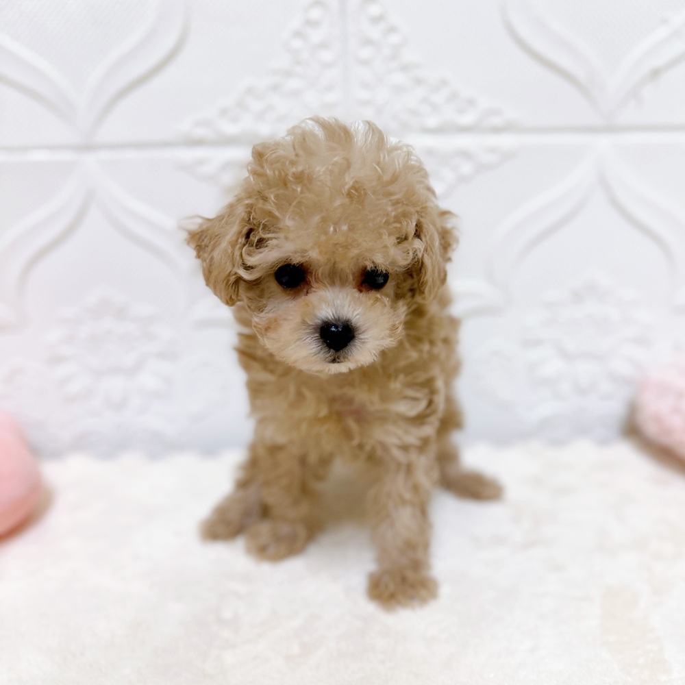犬の家＆猫の里岡崎店(愛知県)にいるトイプードルの子犬を価格や特徴で