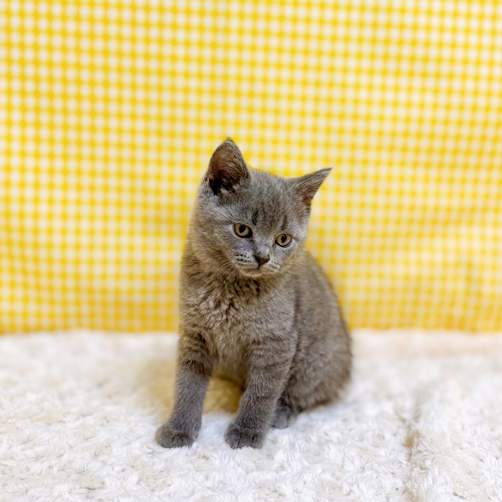 愛知県のブリティッシュショートヘアー (犬の家＆猫の里一宮店/2026年4月2日生まれ/男の子/ブルー)の子猫の2枚目の画像