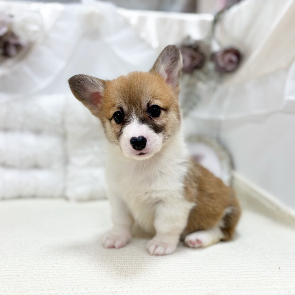 岐阜県のウェルシュコーギーペンブローク (犬の家＆猫の里カラフルタウン岐阜店/2026年4月6日生まれ/男の子/レッドホワイト)の子犬の2枚目の画像