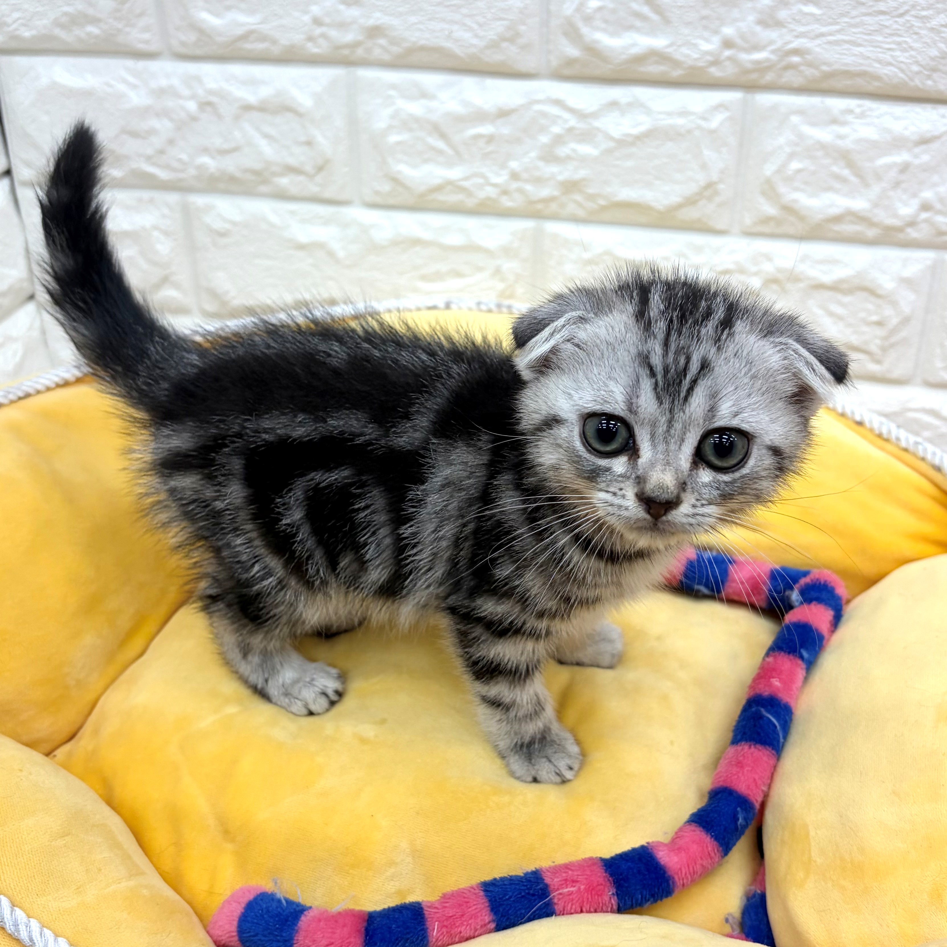 愛知県のスコティッシュフォールド (犬の家＆猫の里MEGAドン・キホーテ東海名和店/2026年4月6日生まれ/男の子/シルバータビー)の子猫の2枚目の画像
