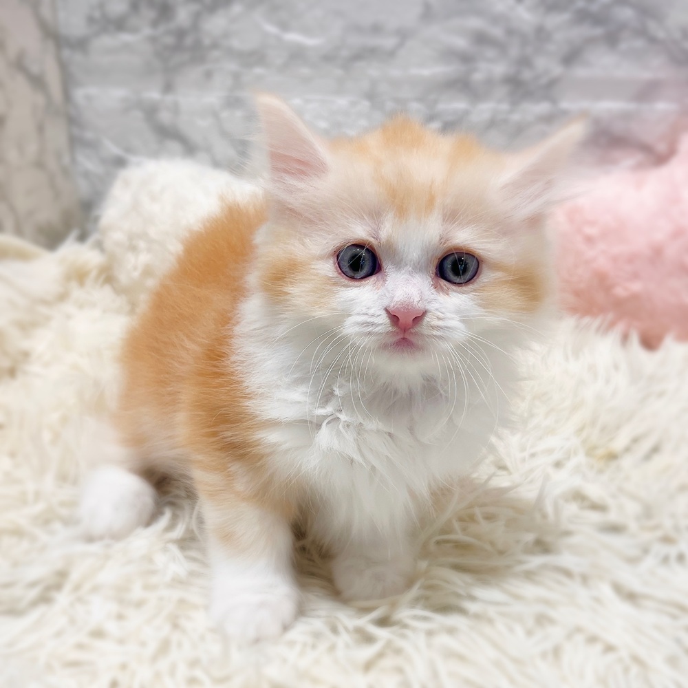 愛知県のラガマフィン (犬の家＆猫の里MiO香久山店/2026年4月1日生まれ/男の子/カメオタビーホワイト)の子猫の2枚目の画像