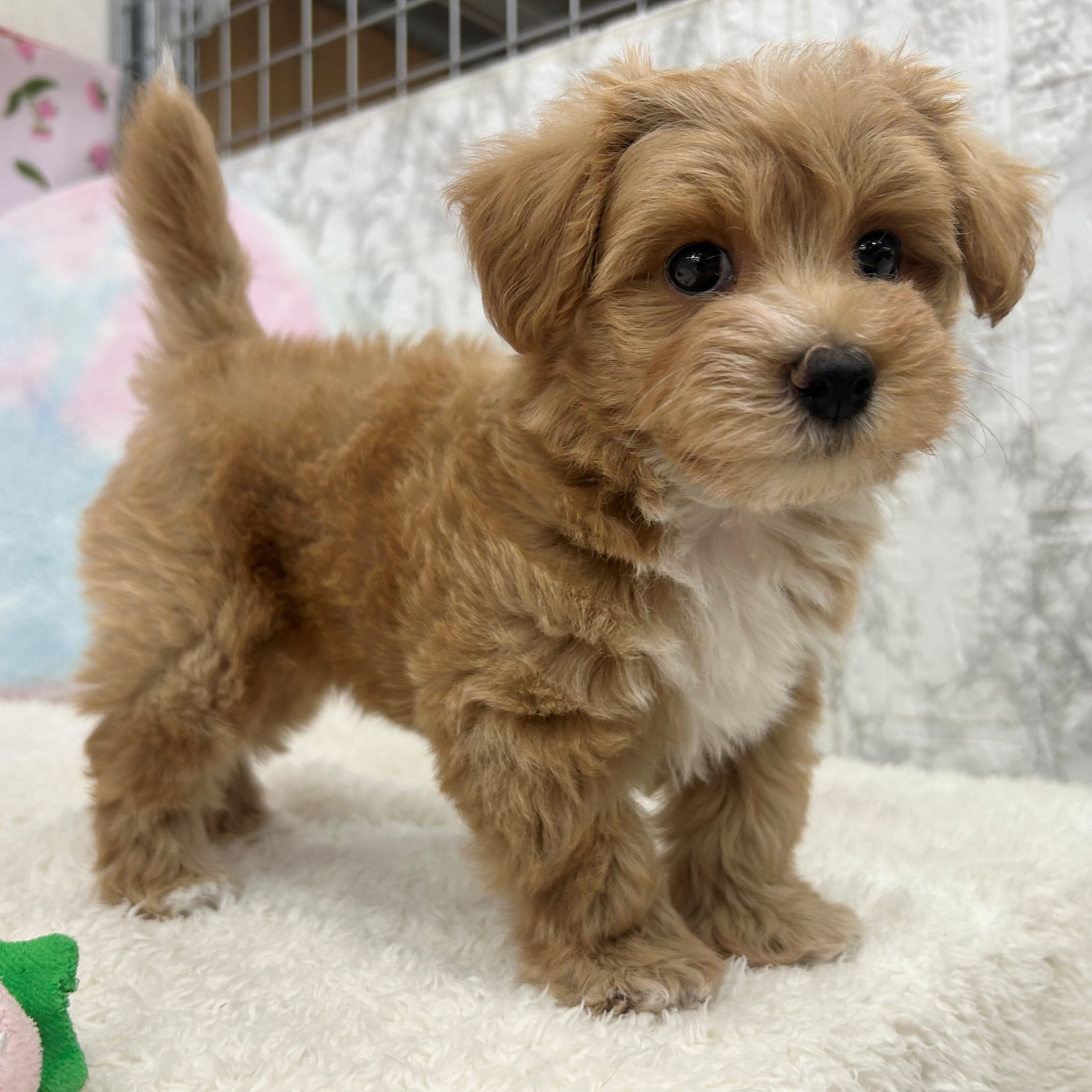 垂れ耳がかわいい犬種10選！飼育のポイントや注意点を紹介します