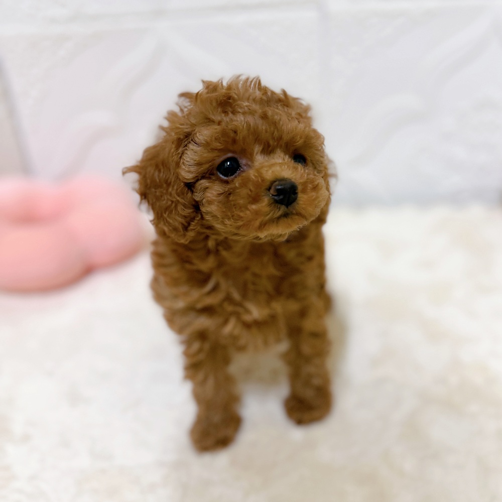 愛知県のトイプードル(トイ) (犬の家＆猫の里岡崎店/2026年4月8日生まれ/女の子/レッドフォーン)の子犬の2枚目の画像